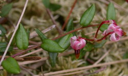 Vaccinium oxycoccos