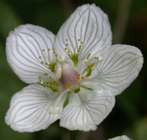 Parnassia palustris (dziewięciornik błotny)