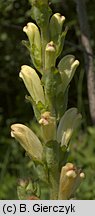 Pedicularis sceptrum-carolinum (gnidosz królewski)