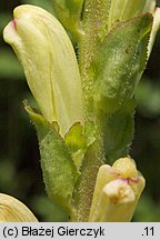 Pedicularis sceptrum-carolinum (gnidosz królewski)