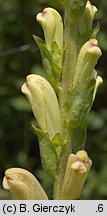 Pedicularis sceptrum-carolinum (gnidosz królewski)