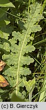 Pedicularis sceptrum-carolinum (gnidosz królewski)