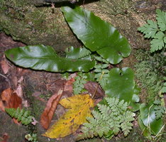 Phyllitis scolopendrium