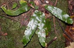 Phyllitis scolopendrium