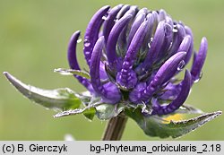 Phyteuma orbiculare (zerwa kulista)