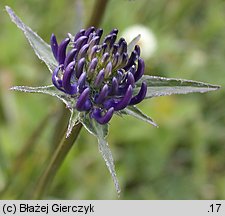 Phyteuma orbiculare (zerwa kulista)