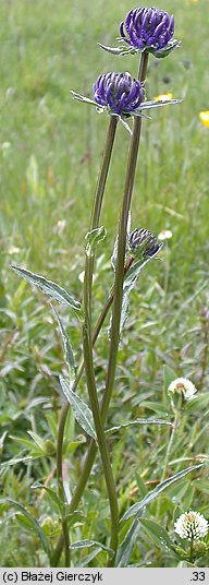 Phyteuma orbiculare (zerwa kulista)