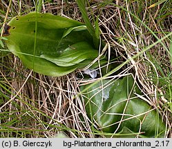 Platanthera chlorantha (podkolan zielonawy)