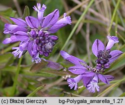 Polygala amarella (krzyżownica gorzkawa)