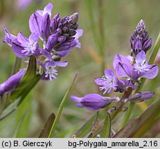 Polygala amarella (krzyżownica gorzkawa)