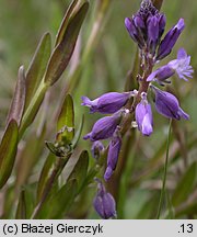 Polygala amarella (krzyżownica gorzkawa)