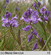 Polygala amarella (krzyżownica gorzkawa)