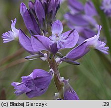 Polygala amarella (krzyżownica gorzkawa)