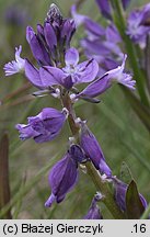 Polygala amarella (krzyżownica gorzkawa)