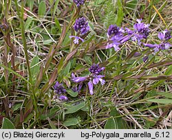 Polygala amarella (krzyżownica gorzkawa)