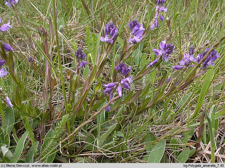 Polygala amarella (krzyżownica gorzkawa)