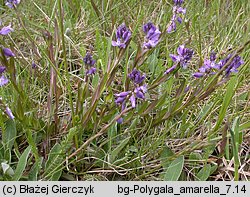 Polygala amarella (krzyżownica gorzkawa)