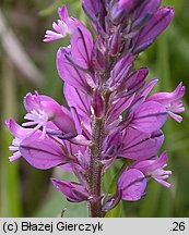 Polygala vulgaris (krzyżownica zwyczajna)