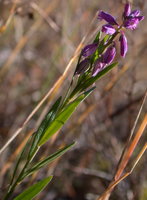 Polygala vulgaris (krzyżownica zwyczajna)