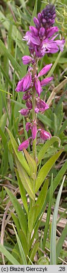 Polygala vulgaris (krzyżownica zwyczajna)