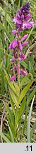 Polygala vulgaris (krzyżownica zwyczajna)