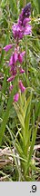 Polygala vulgaris (krzyżownica zwyczajna)