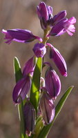 Polygala vulgaris (krzyżownica zwyczajna)