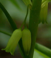 Polygonatum verticillatum