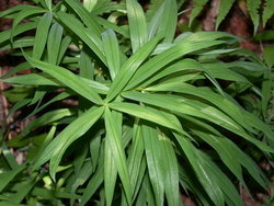 Polygonatum verticillatum