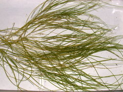 Potamogeton filiformis