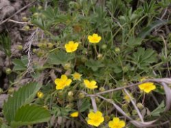 Potentilla arenaria