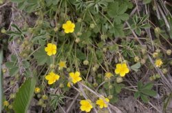 Potentilla arenaria