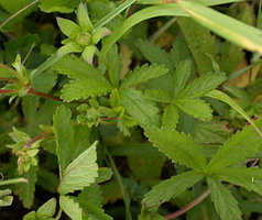 Potentilla reptans