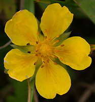 Potentilla reptans