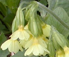 Primula elatior