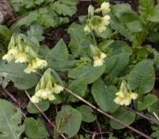 Primula elatior