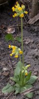 Primula veris