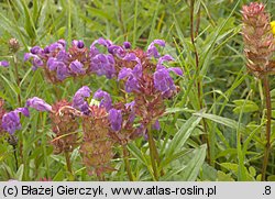 Prunella grandiflora (głowienka wielkokwiatowa)