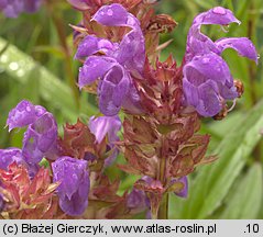 Prunella grandiflora (głowienka wielkokwiatowa)