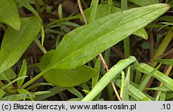 Prunella grandiflora (głowienka wielkokwiatowa)