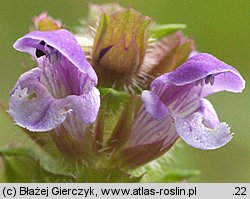 Prunella vulgaris (głowienka pospolita)