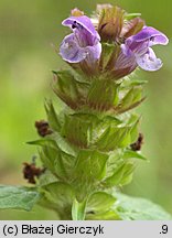 Prunella vulgaris (głowienka pospolita)