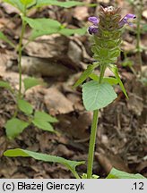 Prunella vulgaris (głowienka pospolita)