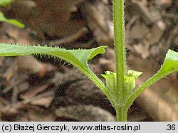 Prunella vulgaris (głowienka pospolita)