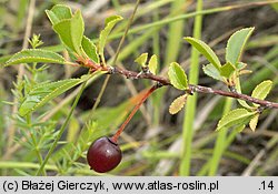 Cerasus fruticosa (wiśnia karłowata)