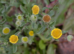 Pulicaria vulgaris (płesznik zwyczajny)