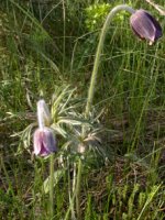 Pulsatilla pratensis (sasanka łąkowa)