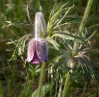 Pulsatilla pratensis (sasanka łąkowa)