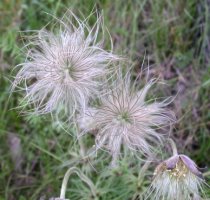 Pulsatilla pratensis (sasanka łąkowa)