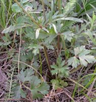 Ranunculus bulbosus